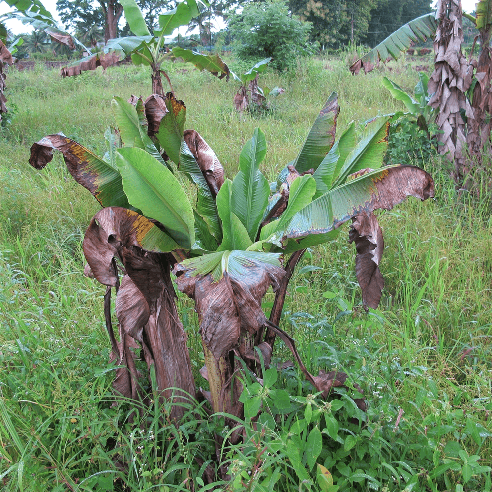 #Cameroon Warns of Potential Spread of Devastating #BananaDisease. Banana bunchy top disease (BBTD) present near border with #Gabon &amp;  #Equatorial #Guinea  could spread northward to key plantain and banana production areas if urgent measures are not taken. allendreyfus.com/web/content/66…