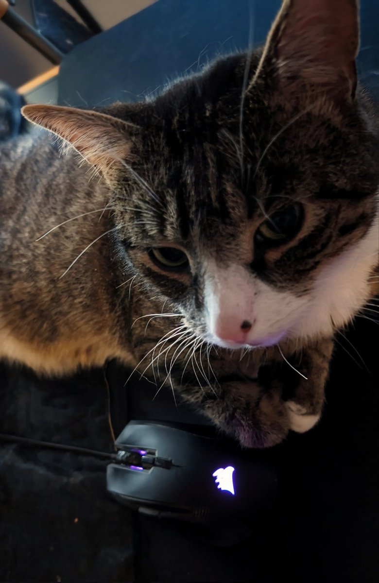 Wenn morgens das Mauspad der bequemste Ort ist.
#CatsofTwittter #Cats