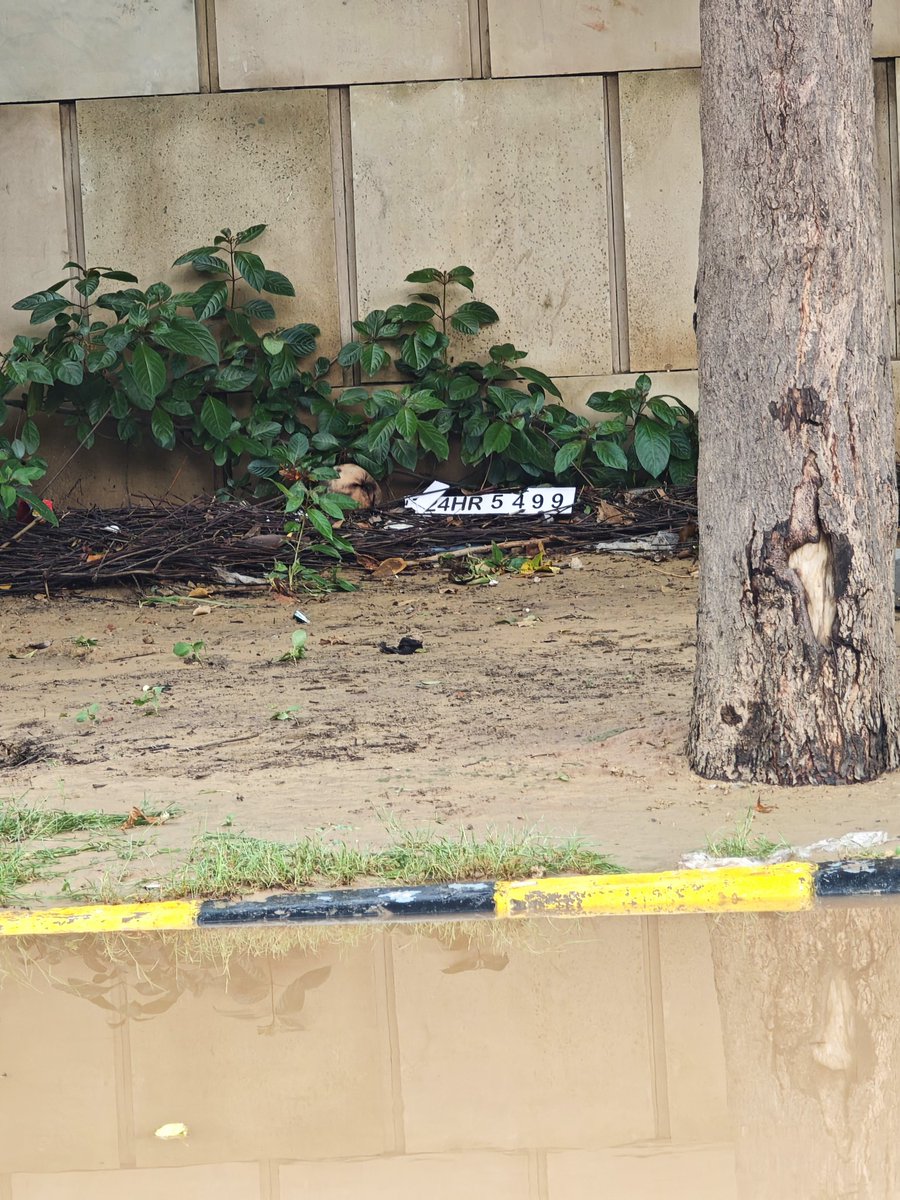 serpentronak's tweet photo. Here are some missing number plates due to yesterdays heavy rains and water logging in Gurugram, near M3M 65th Avenue, Emarald Hills Road @gurgaonpolice @TrafficGGM  #GurugramRains #Gurgoan #Gurugram https://t.co/UE8Ii2FtEe