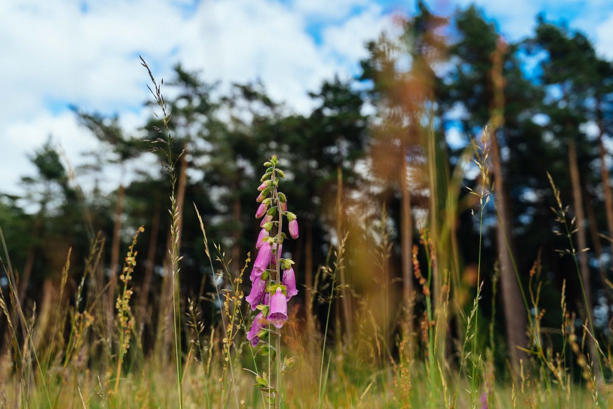 Forestry Commission (@forestrycomm) on Twitter photo What do you know about the role of trees, woodlands and forestry in reducing climate change?
<a href="/Forest_Research/">Forest Research</a>'s Climate Change Hub provides some great guidance: forestresearch.gov.uk/climate-change……
#CaseForTrees #EarthOvershootDay What do you know about the role of trees, woodlands and forestry in reducing climate change?
<a href="/Forest_Research/">Forest Research</a>'s Climate Change Hub provides some great guidance: forestresearch.gov.uk/climate-change……
#CaseForTrees #EarthOvershootDay