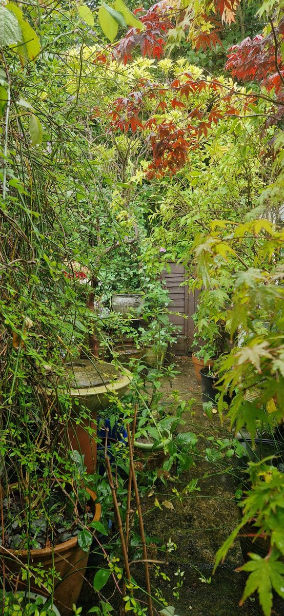 EcoSharon (@sharonenv1) on Twitter photo #EarthOvershootDay and #LammasDay - two important dates to appreciate the bounty around us, express gratitude for the harvests and protect our precious #planetearth. Visit <a href="/ClimateActionNE/">Climate Action North</a> to take #climateaction and #MakeADifference. Enjoy my little rainy #yarden photo! โค๏ธ๐ #EarthOvershootDay and #LammasDay - two important dates to appreciate the bounty around us, express gratitude for the harvests and protect our precious #planetearth. Visit <a href="/ClimateActionNE/">Climate Action North</a> to take #climateaction and #MakeADifference. Enjoy my little rainy #yarden photo! โค๏ธ๐
