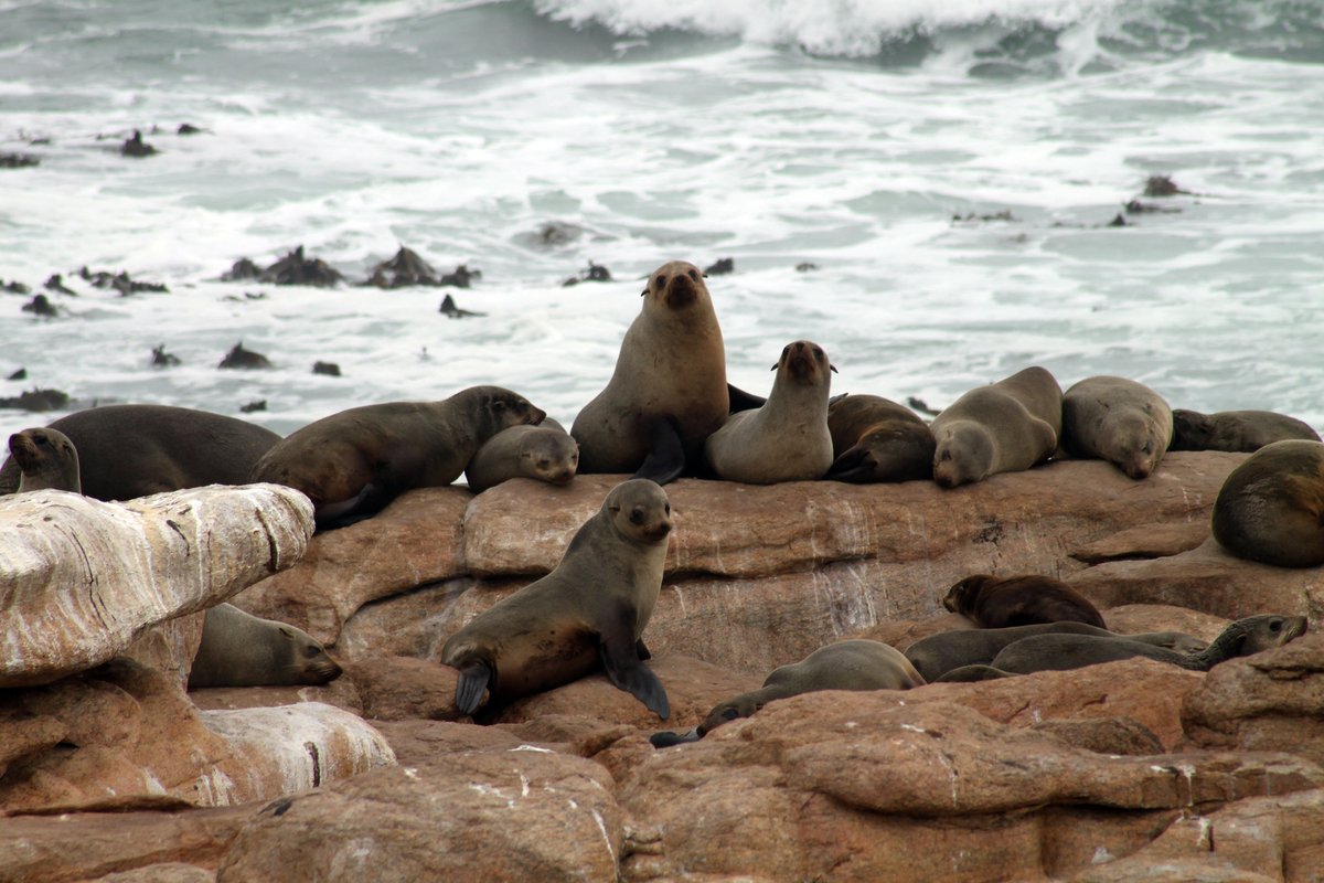 FlowComms's tweet image. A1: We love how the ocean caters for so many species of marine life. From sharks and penguins to turtles and starfish. 🐟
#MPADay #OceanProtection #LetsTalkMPAs #MPAs