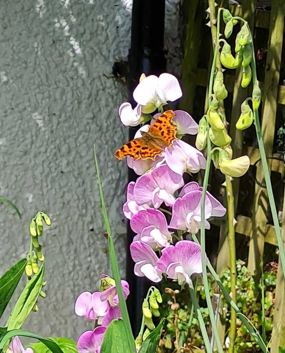 The butterflies are continuing to enjoy the warm weather. We are still down on natives but they do seem to be slowly emerging. The commas are looking particularly fine.