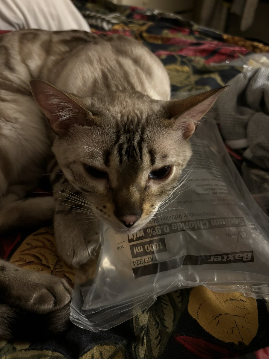 It is so hot my cat spent the night using a bag of saline to keep herself cool 🥺🤣 #homedialysis
