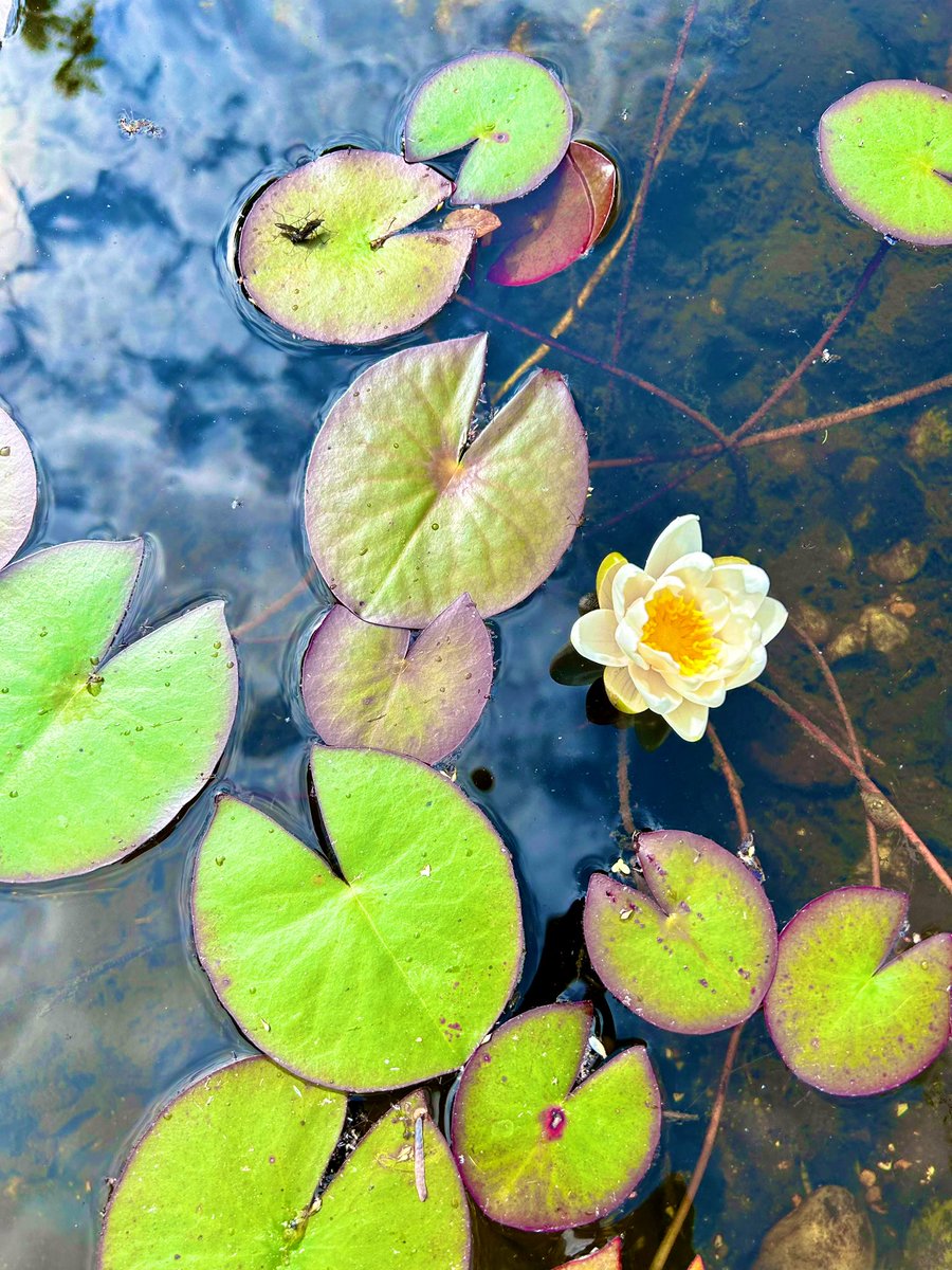 pamelaperl's tweet image. Behold. The waterlily has blossomed! A sun projected upwards under scattered clouds.

#nature
#shapeandform