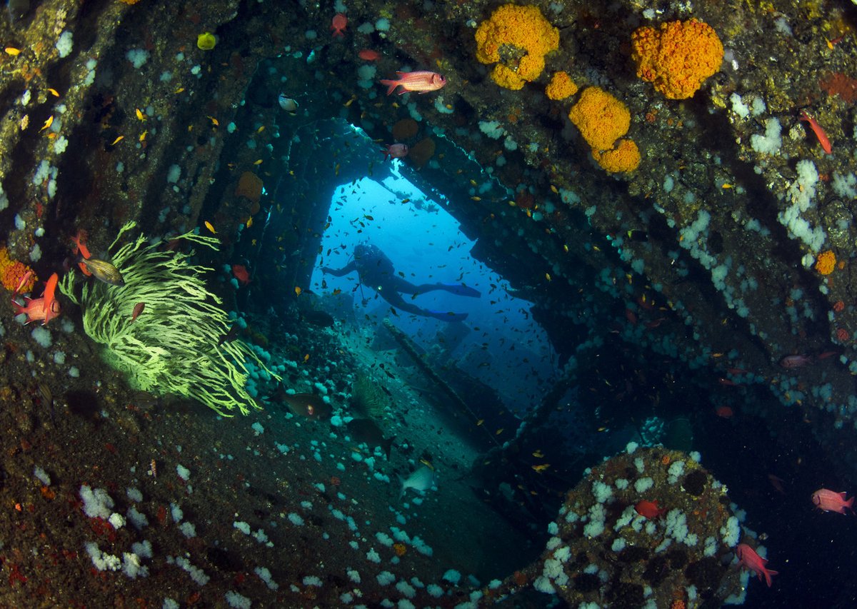 2OceansAquarium's tweet image. A1. All that biodiversity is seriously beautiful! What&apos;s not to love? 🐠💙 #MPADay #OceanProtection