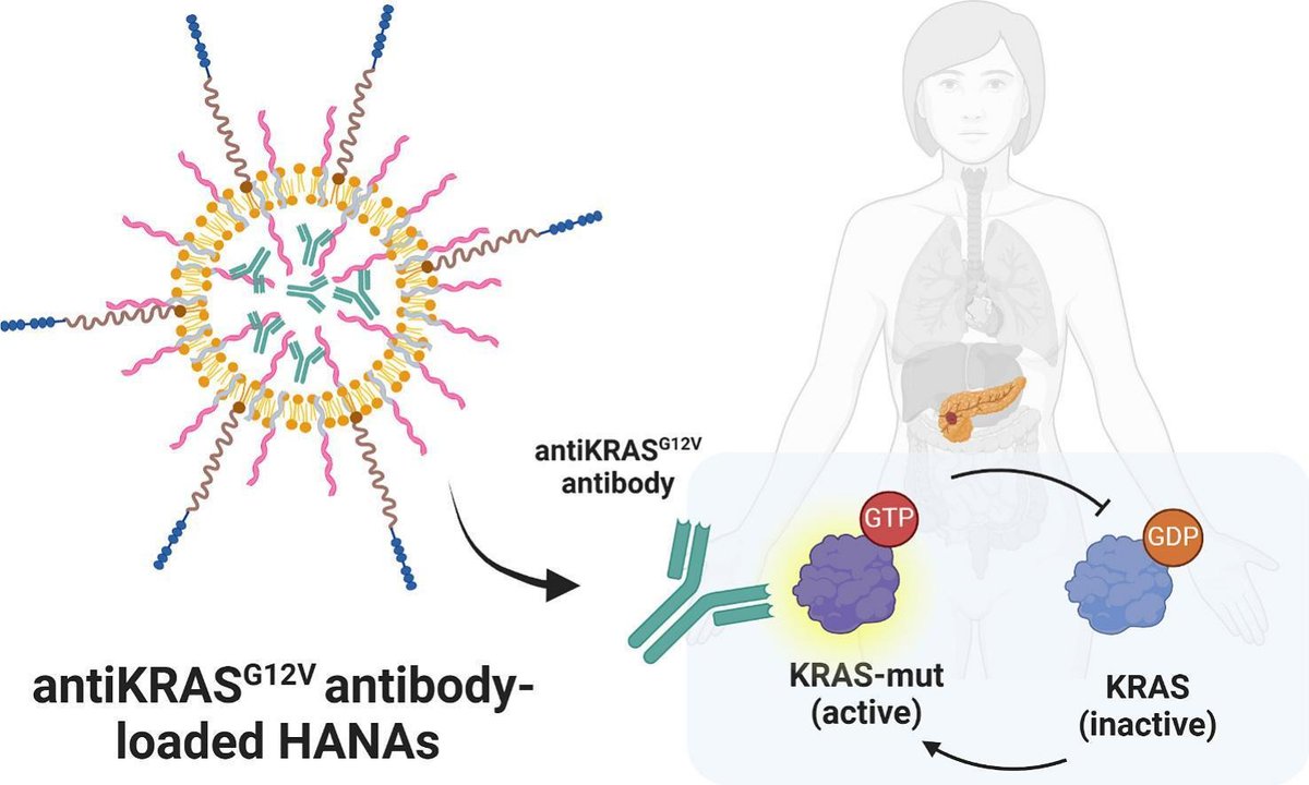 JCRnEDITORS's tweet photo. Nanotechnology-assisted intracellular delivery of antibody as a precision therapy approach for KRAS-driven tumors.
| María José Alonso @UniversidadeUSC | @MariaJ_Alonso @CRS_SPLC
[50 days' free access]
#IntracellularDelivery #nanotechnology #KRAS
https://t.co/qM0HapwWj4 https://t.co/GgpbGcvb8a
