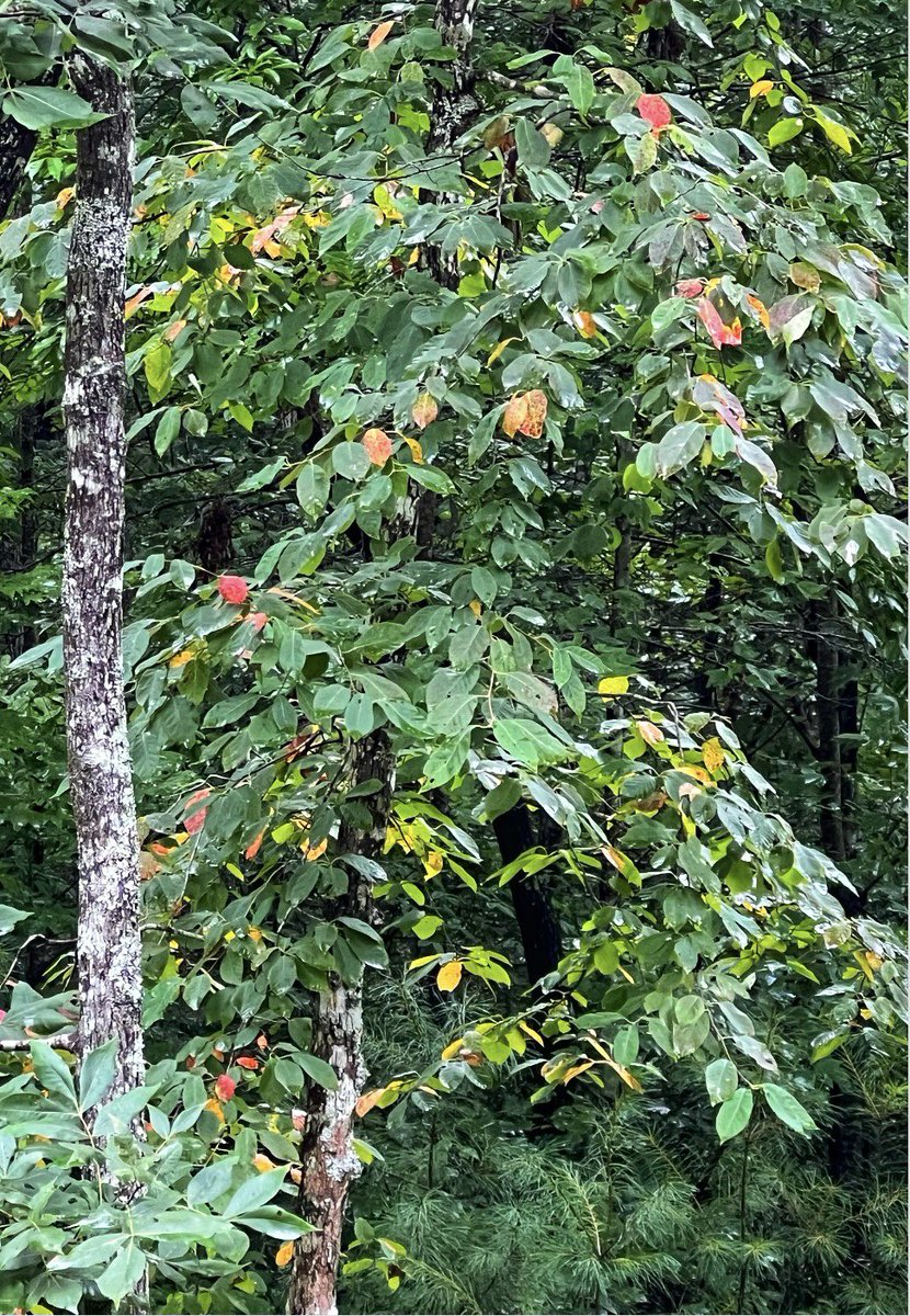 Autumn whispers…

#vss365 #WritingCommmunity 
my photo