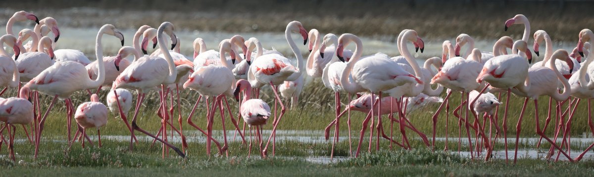 flowtravel_1's tweet image. A2: They are protected areas in the ocean or along coastlines. The national parks of the ocean! MPAs are home to spectacular marine species and they allow for scientific research. 🐠

#MPADay #OceanProtection #LetsTalkMPAs #MPAs