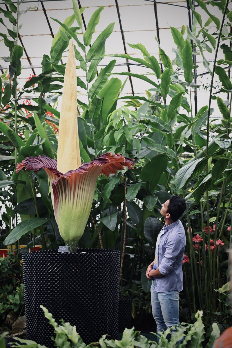 The Titan Arum is in full bloom today at the Botanics <a href="/TheBotanics/">Royal Botanic Garden Edinburgh</a> <a href="/TitanArumRBGE/">Titan Arum Edinburgh</a>