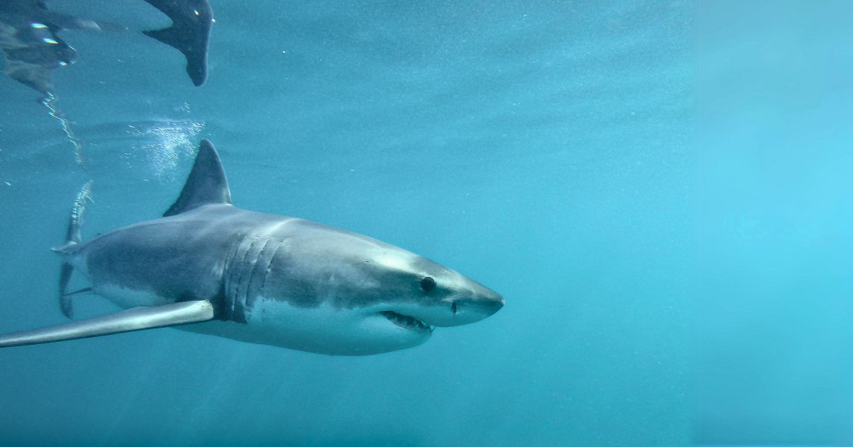 Dyer Island Cons. Tr tweet media