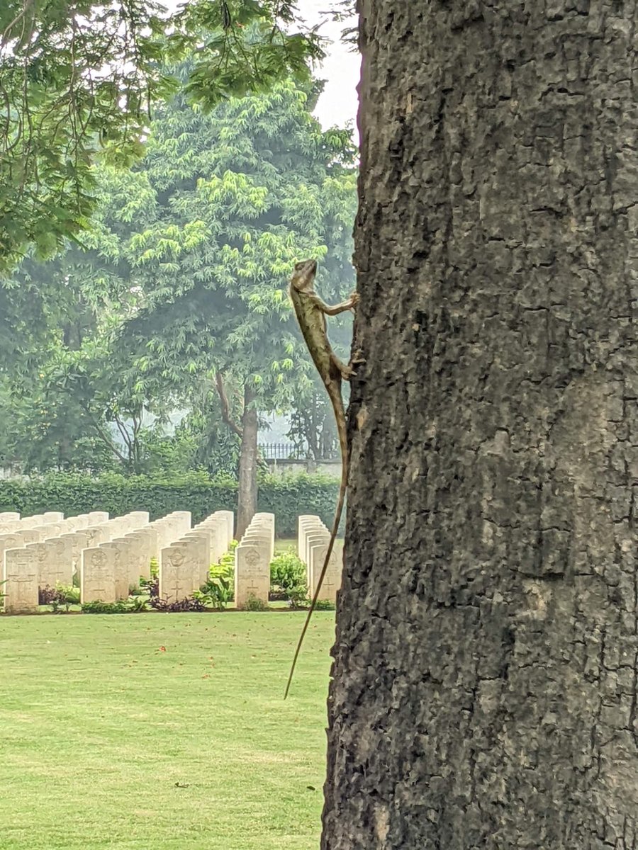 grai007's tweet photo. Wildlife Wednesday @CWGC @AAPAComms @RaamRanjit @subhashtamang03 @Senthil34099400 https://t.co/ktlWceFS50