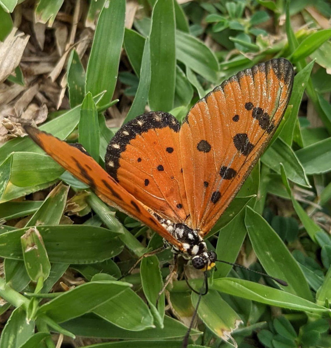 grai007's tweet photo. Wildlife Wednesday @CWGC @AAPAComms @RaamRanjit @subhashtamang03 @Senthil34099400 https://t.co/ktlWceFS50