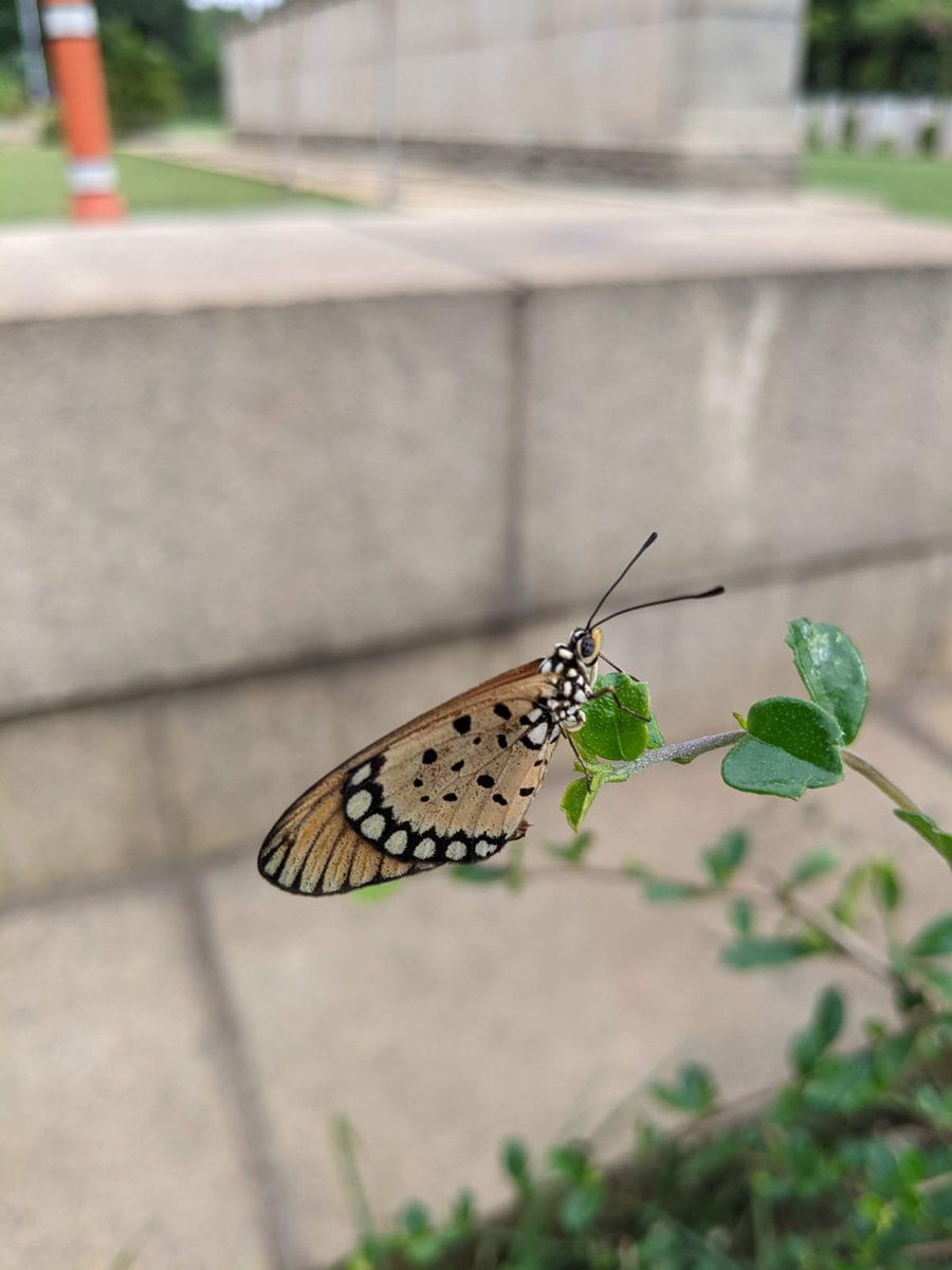 grai007's tweet photo. Wildlife Wednesday @CWGC @AAPAComms @RaamRanjit @subhashtamang03 @Senthil34099400 https://t.co/ktlWceFS50