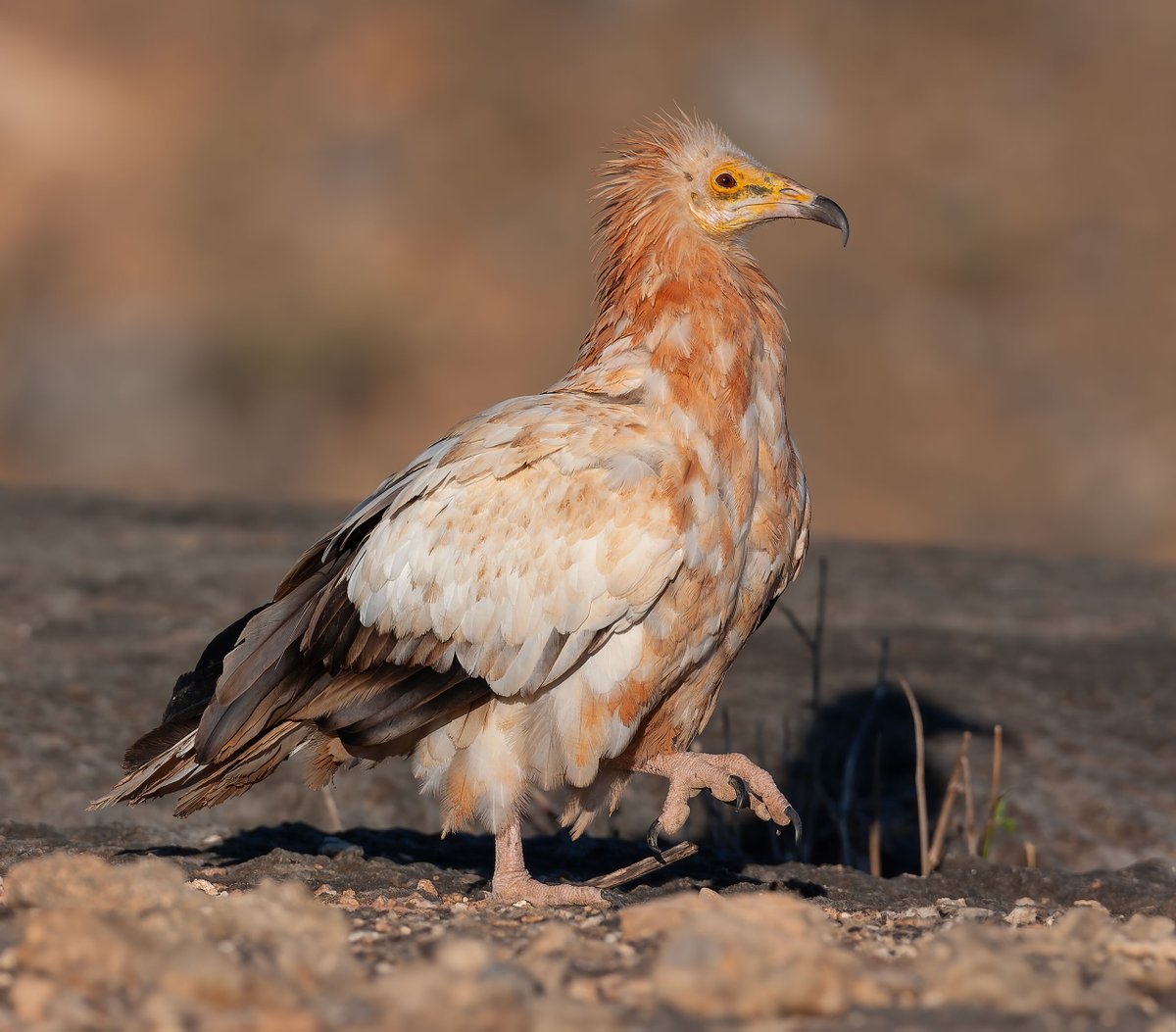ar_alsirhan's tweet photo. Egyptian Vulture Neophron percnopterus
Socotra Yemen 06/12/2008 https://t.co/SFctO1byUD