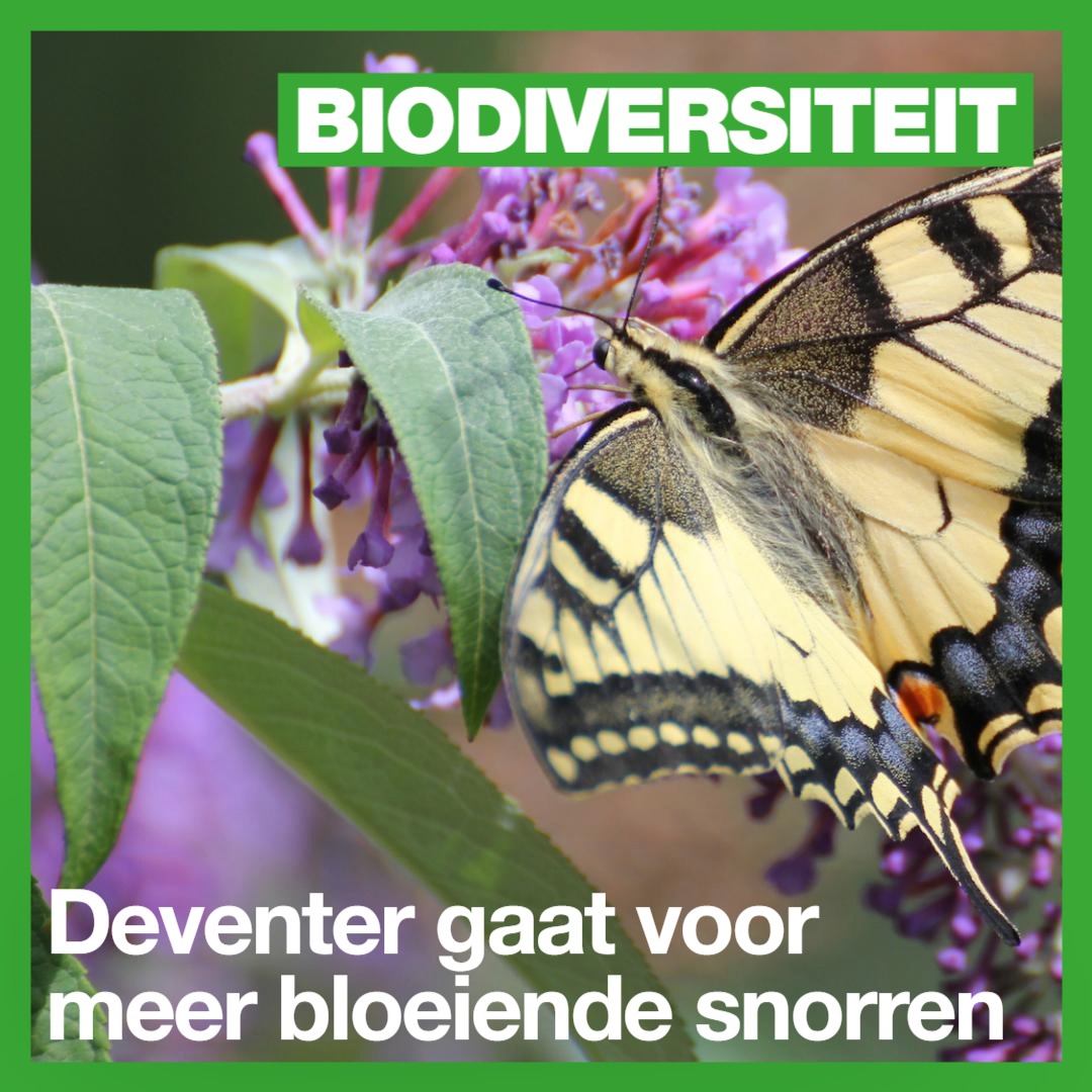 🦋Bloeiende slootkanten vol salamanders, vlinders, bloemen en bijen: wie wordt daar nou niet vrolijk van? En ook nog eens hard nodig voor de biodiversiteit! Daarom goed nieuws dat de raad instemt met ons plan om álle slootkanten ecologisch te beheren⬇️
tinyurl.com/38bz4b8b