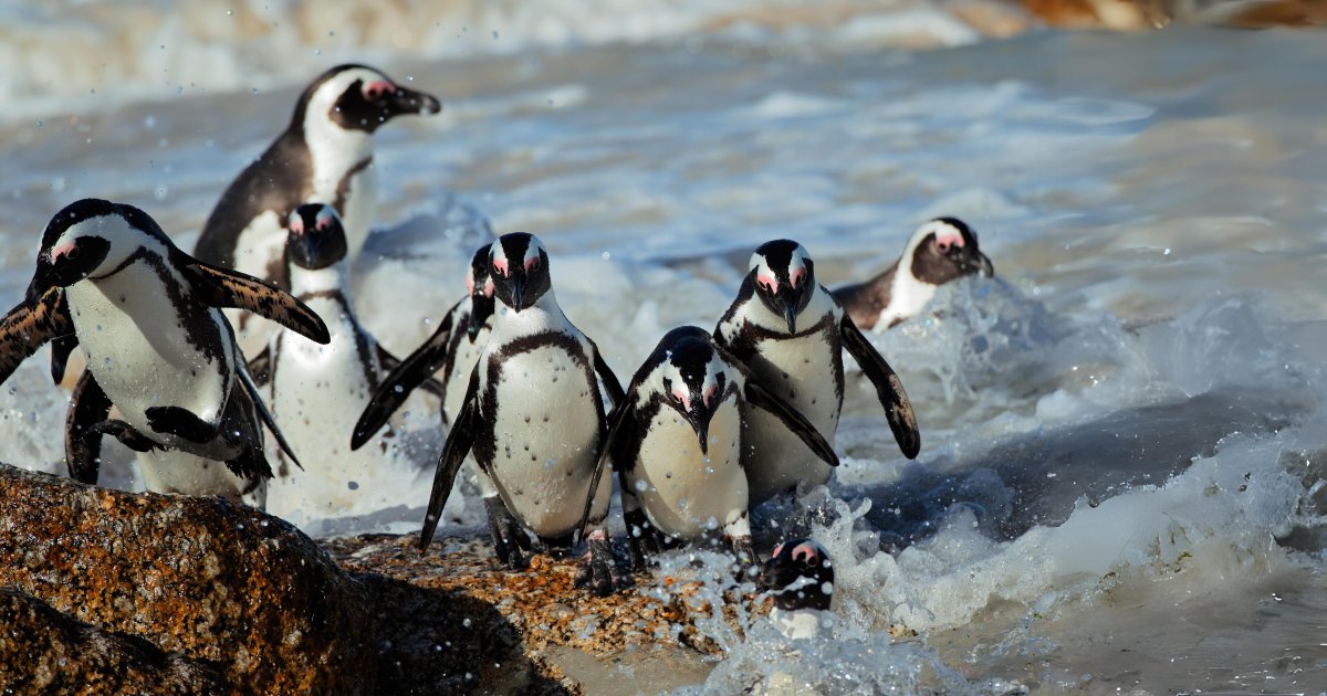 Dyer Island Cons. Tr tweet media