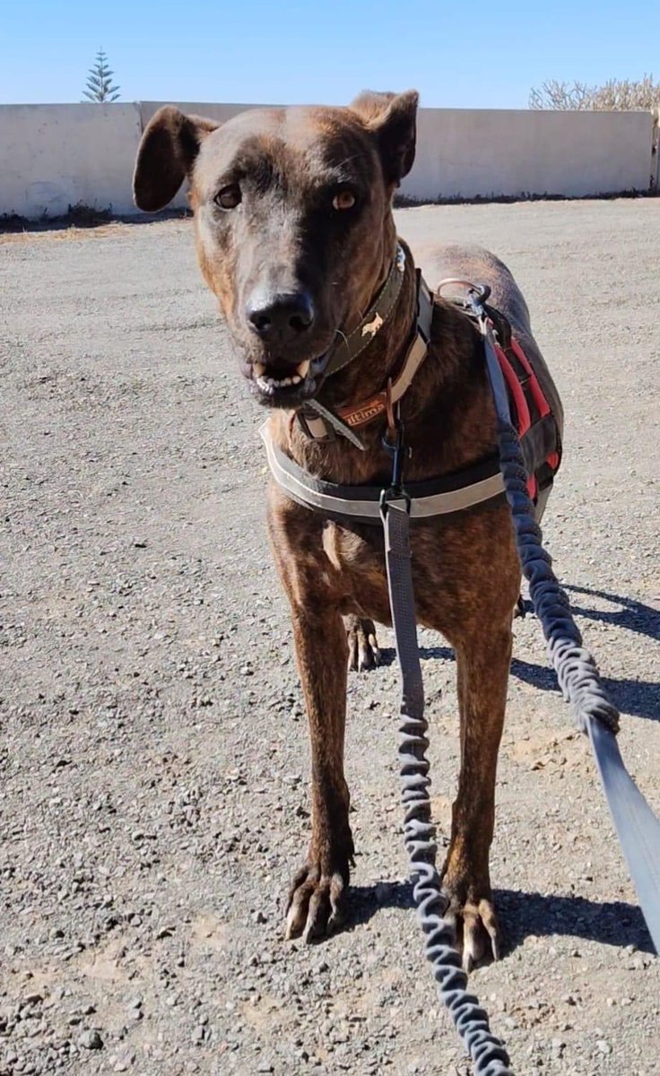 #Arka, hembra con chip.
Se ha #perdido en Sardina del Sur, Gran Canaria. 
Por favor ayuden a difundir, gracias.  

 ￼690 92 53 52