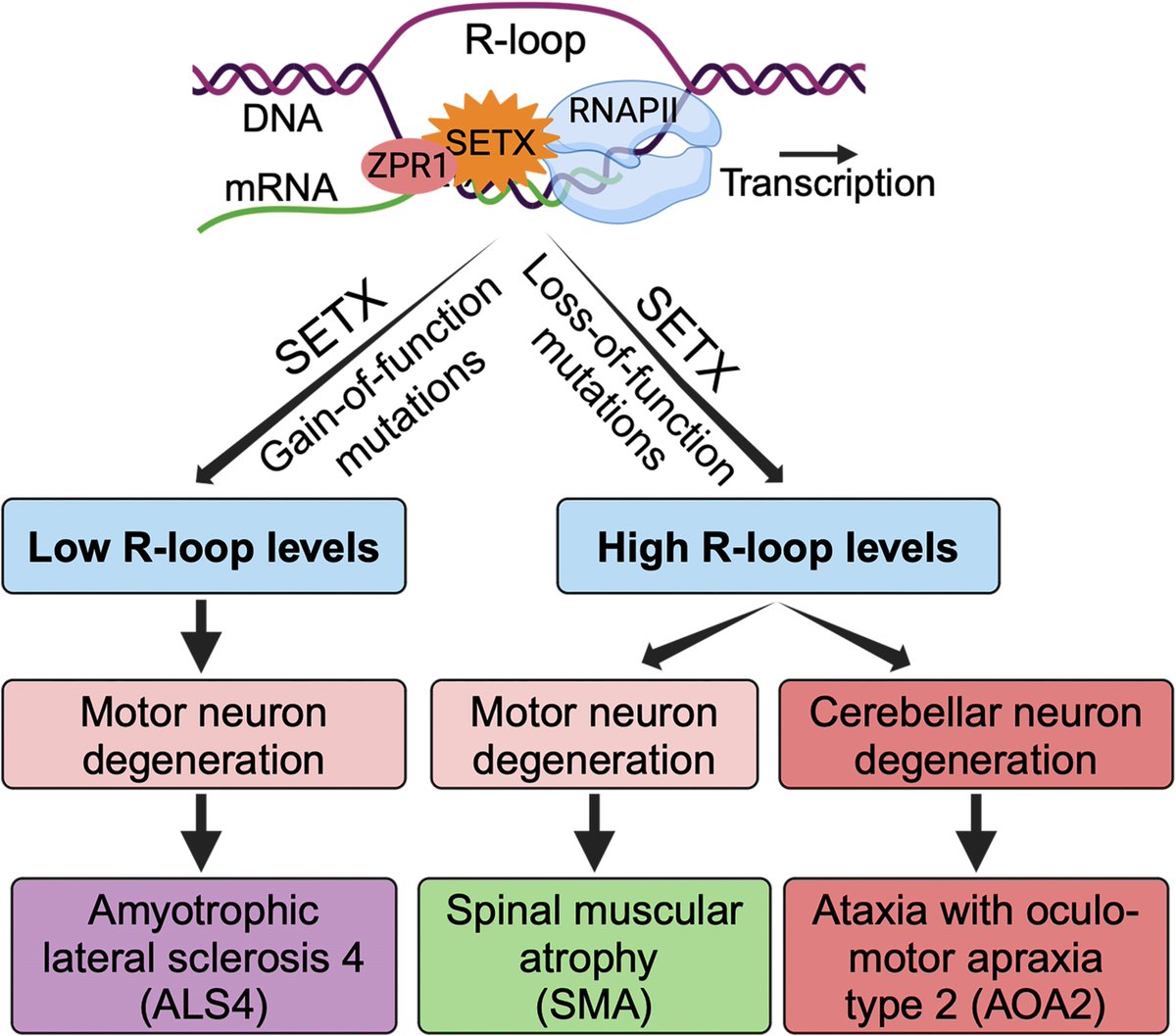 @BrainComms tweet media