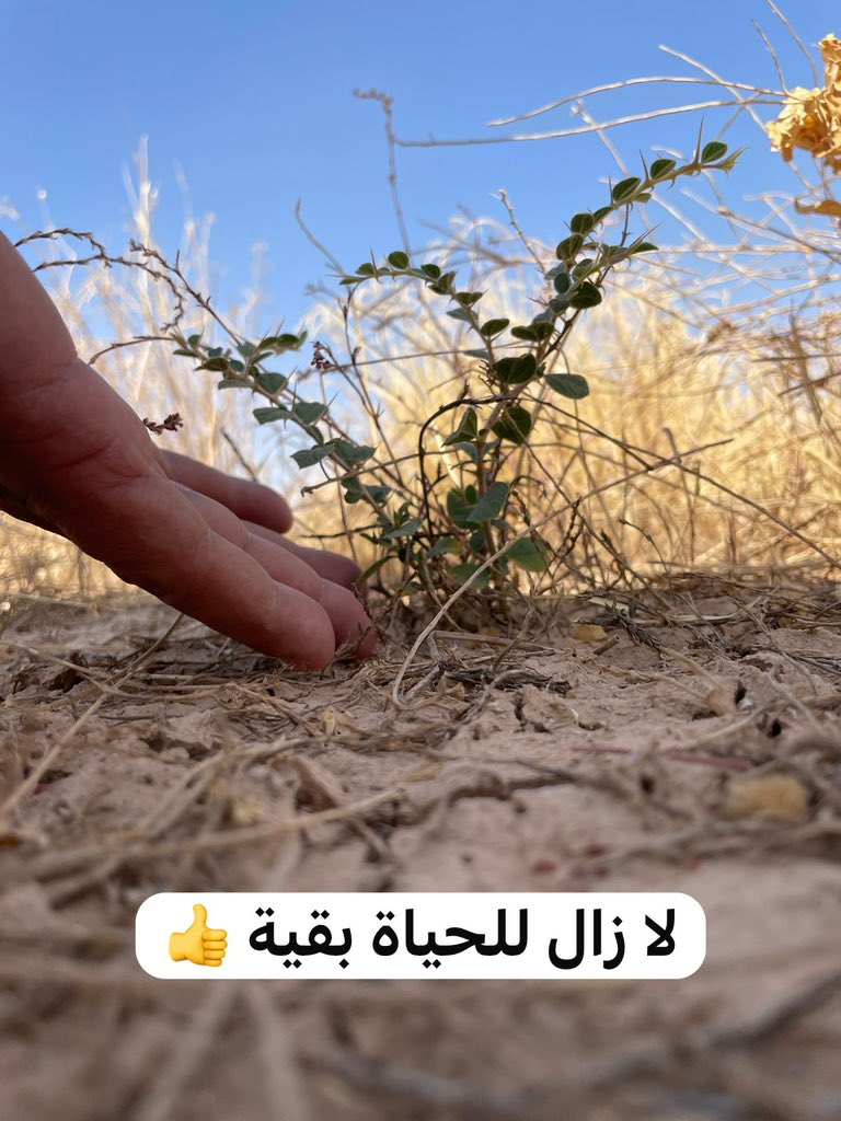 sudairgreen's tweet photo. آثار #الرعي_الجائر ، يتضح جلياً مدى التدمير البيئي .

والحمدلله لازال السدر البري يقاوم .
@ncvcksa @SFES_KSA @MEWA_KSA @emara_riyadh https://t.co/KTGLOBQ9RE
