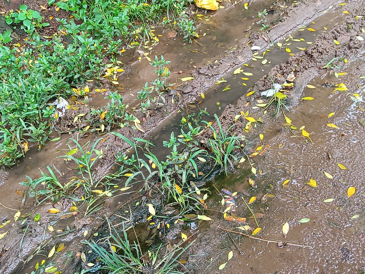 dhenkanalupdate's tweet image. ଡେଙ୍ଗୁ ରୋଗ ଠାରୁ  ସୁରକ୍ଷିତ ରଖିବା ପାଇଁ ପାଣି ଜମୁଥିବା ସ୍ଥାନଗୁଡିକୁ ବନ୍ଦ କରିବା ସହ ସ୍ୱଚ୍ଛତା ଉପରେ ଧ୍ୟାନ ଦେବାକୁ ରାଜ୍ୟ ସରକାର ବିଭିନ୍ନ ସଚେତନତା କାର୍ଯ୍ୟକ୍ରମ କରୁଥିବା ବେଳେ ଏହାର ବିପର୍ଯ୍ୟସ୍ତ ବ୍ୟବସ୍ଥା ଦେଖା ଦେଇଛି ଢେଙ୍କାନାଳ ପୌରପାଳିକାର ବିଭିନ୍ନ ୱାର୍ଡ ରେ । 

#SwachhDhenkanal #Dengu #DhenkanalUpdate