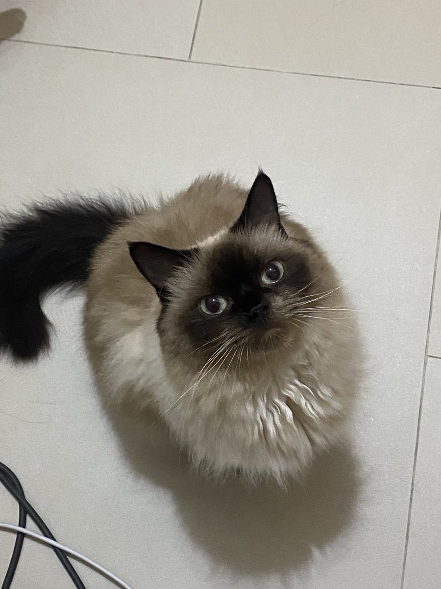 simspons12's tweet photo. $meow description @makenowmeme https://t.co/j5M9ZJLuG4