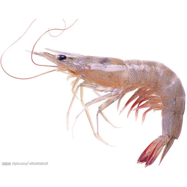 vanizasu's tweet photo. 2hr SHRIM!🦐#Procreate first piece of August https://t.co/nnGjeLVcuk