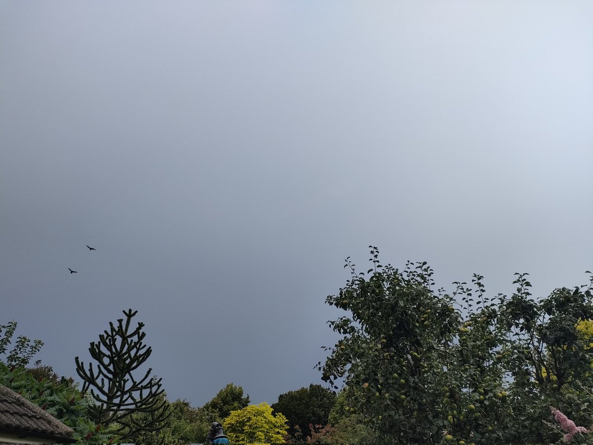bosworth_alison's tweet photo. 🤍 a grey start today but it's still so muggy 🥵 good to see the Nasturiams doing their job 🐛🐛🐛🤍
#Stomy
#Greysky
#Caterpillar
#gardening
#GardeningTwitter https://t.co/F3jd8tTh1x