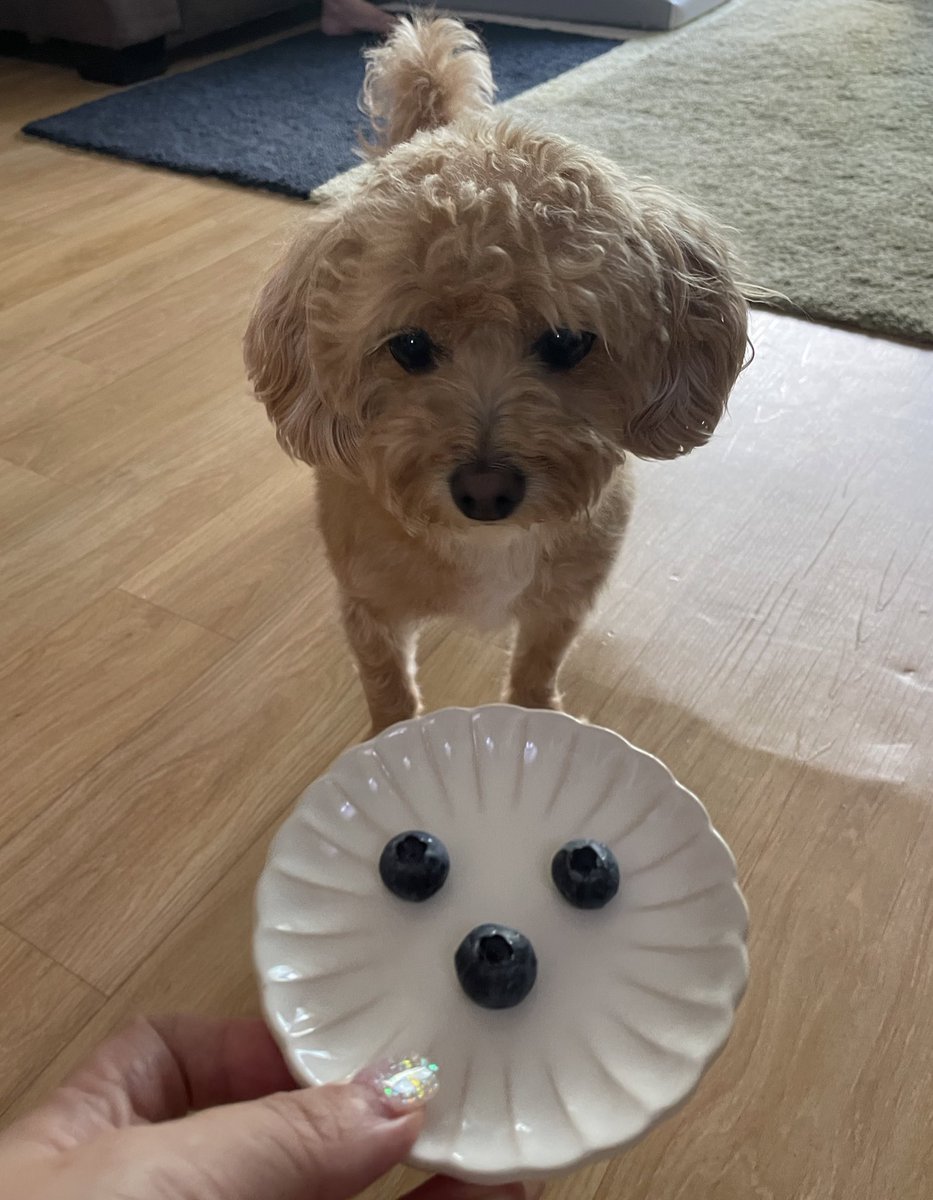 리오니 간식인데 웃김ㅋㅋㅋㅋㅋㅋ