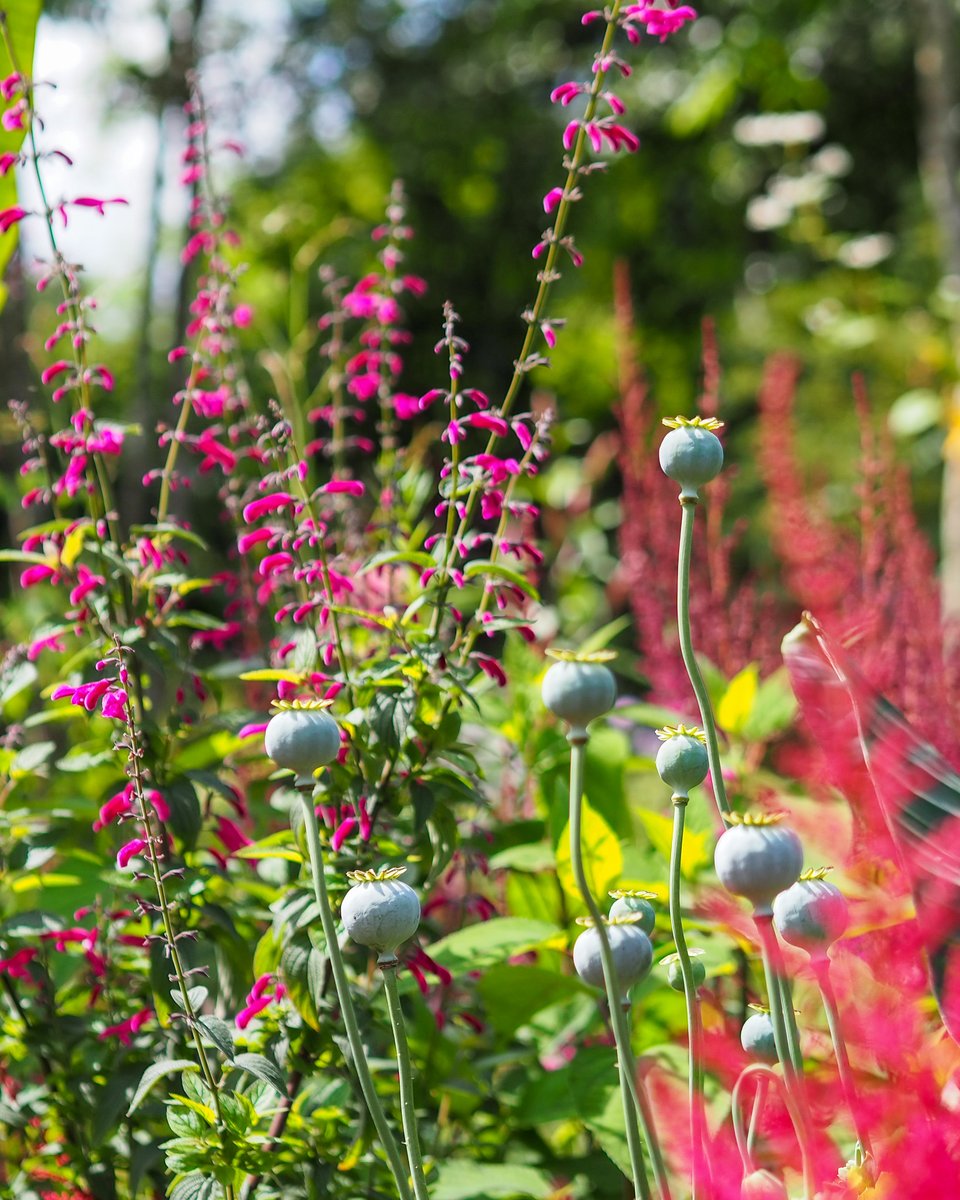 Jimi Blake's @HuntingBrook Gardens: A breathtaking hillside spectacle of energy, creativity, and bold horticulture. Inspired by his innovative approach to gardening. A must-visit for plant lovers! More photos soon, meanwhile, make sure you're following Jimi for HUGE plant inspo!