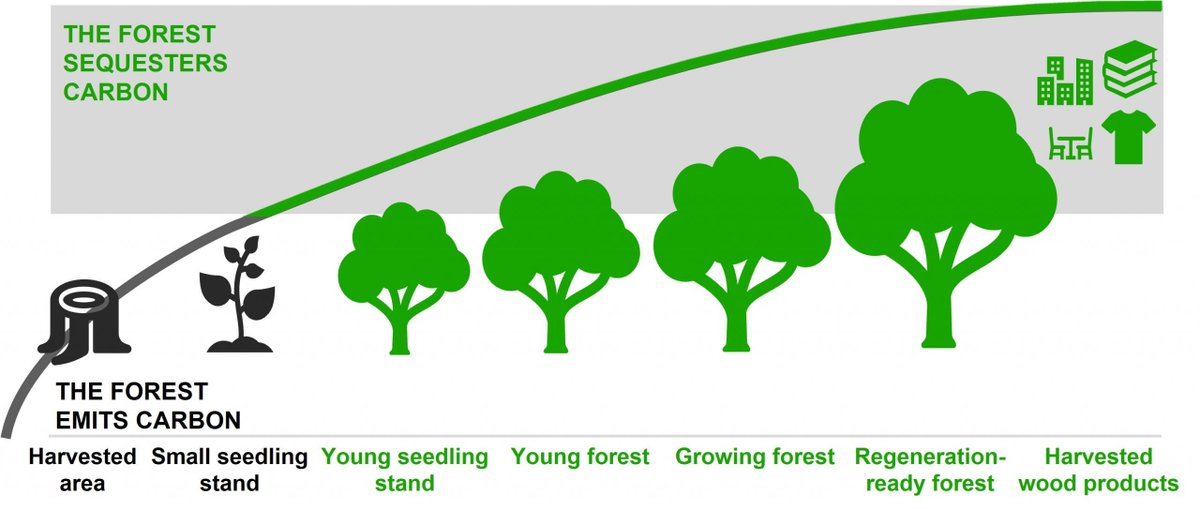 How with passing time the capacity of #trees to sequester #carbon increases making them one of the best alternatives to meet the challenges of #Climatechange. 
Source: Cepi, based on Vision Hunters’ Research
#carbonfootprint #GlobalWarming #trees #treeplanting #EkPedMaaKeNaam