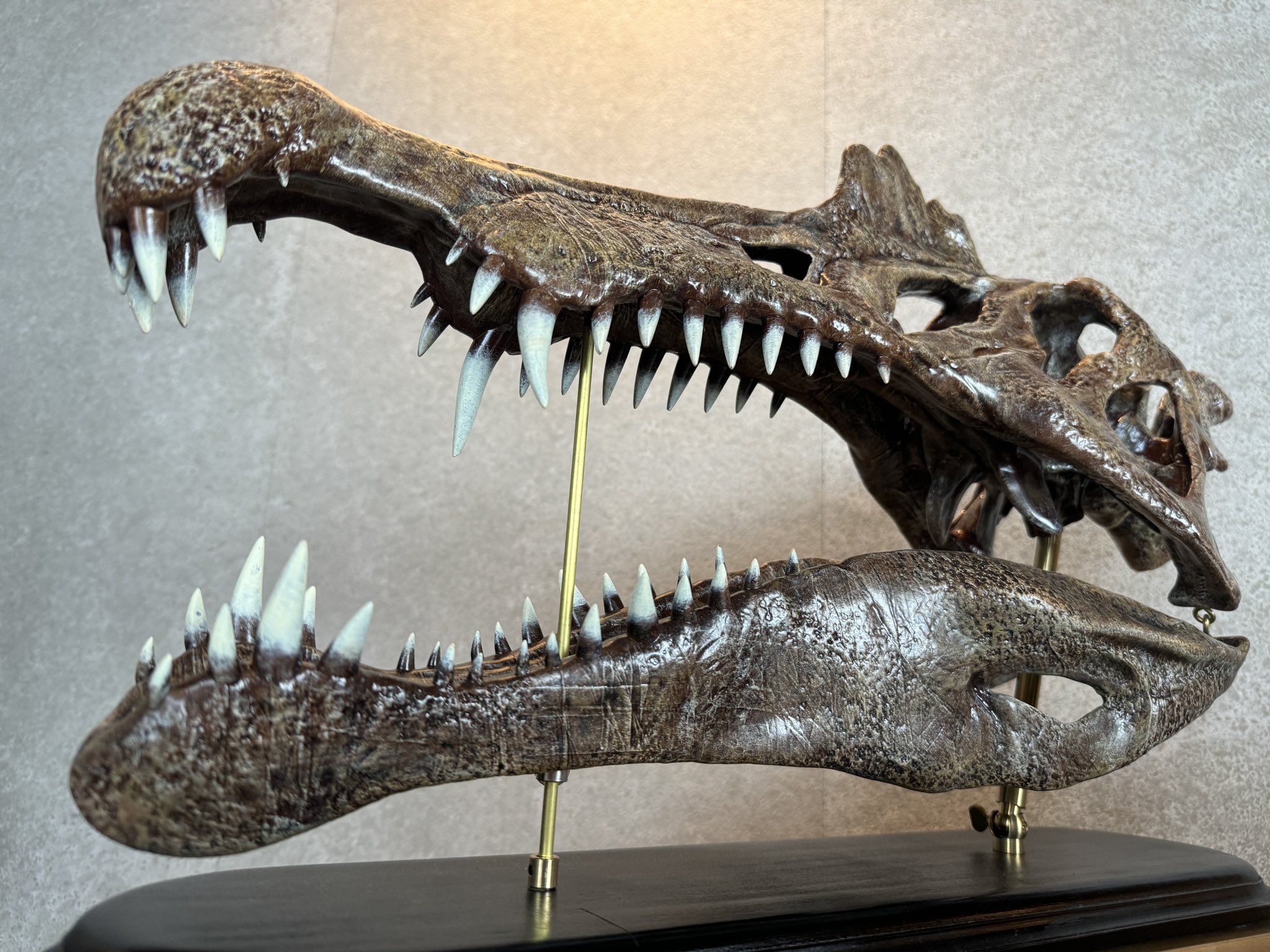 スピノサウルス フットクロウ ２本セット かぎ爪 化石 恐竜 獣脚類 1338 スピノサウルス フットクロウ 2本セット かぎ爪 化石 恐竜 獣脚