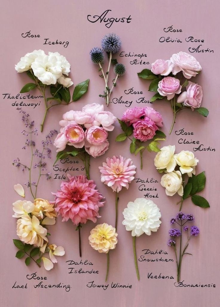 franch_laura's tweet photo. Y con las flores de agosto os deseo un buen día, mes, verano... un buen todo, vaya.  ¡Sed felices!  Os reencontraré aquí con el anuncio de las flores de septiembre.

Una abraçada.

📷 @LondonBlooms https://t.co/8GBSXJyR7d