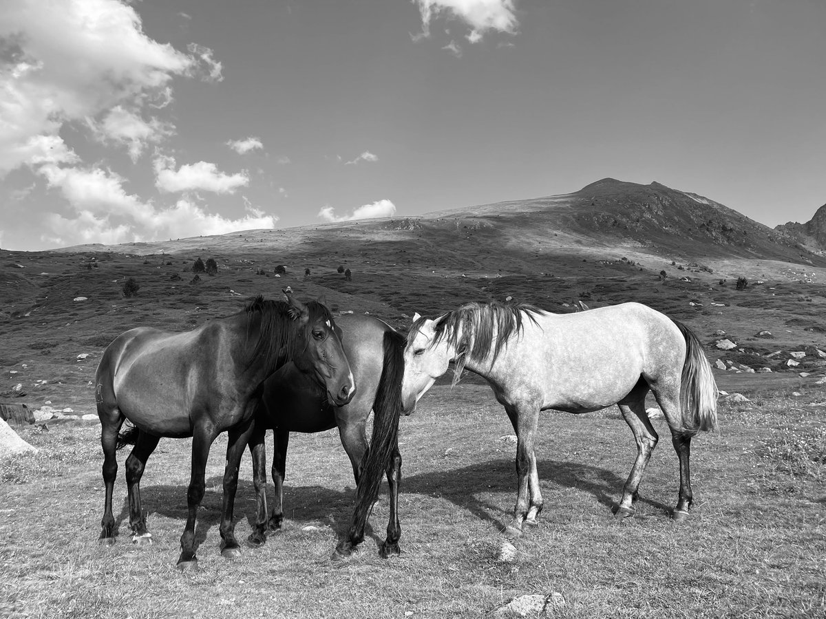 xavier22abs's tweet photo. #horse #caballo #Animal #naturaleza https://t.co/4bLt2RdOad
