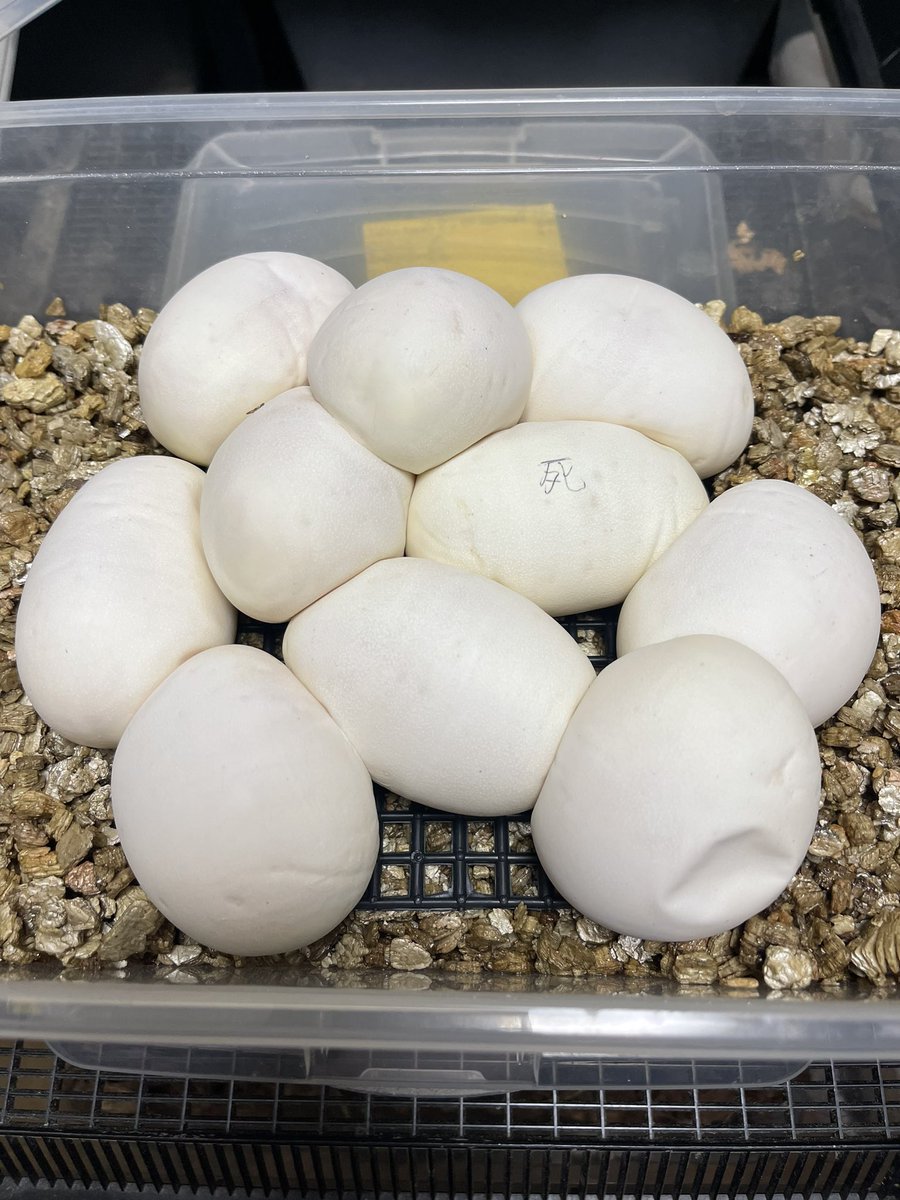 ゆきち tweet media