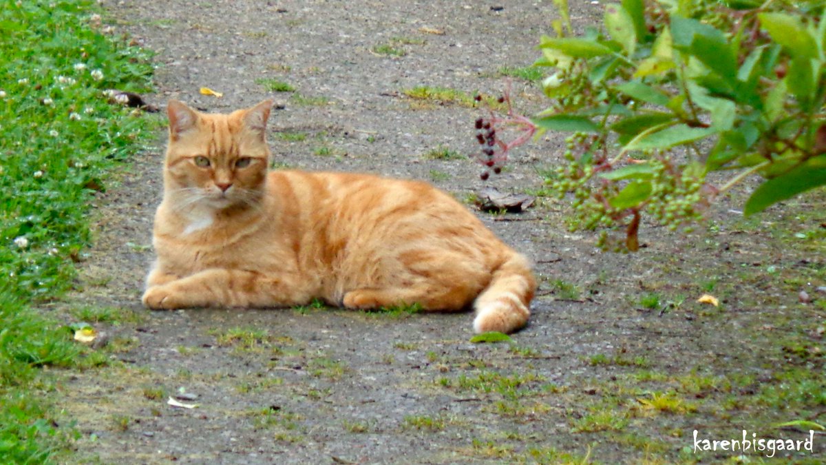 KarenBisgaard1's tweet image. karensnaturephotography.blogspot.com/2024/07/ginger…
#gingercat #villagegreen #commonarea #catmeeting