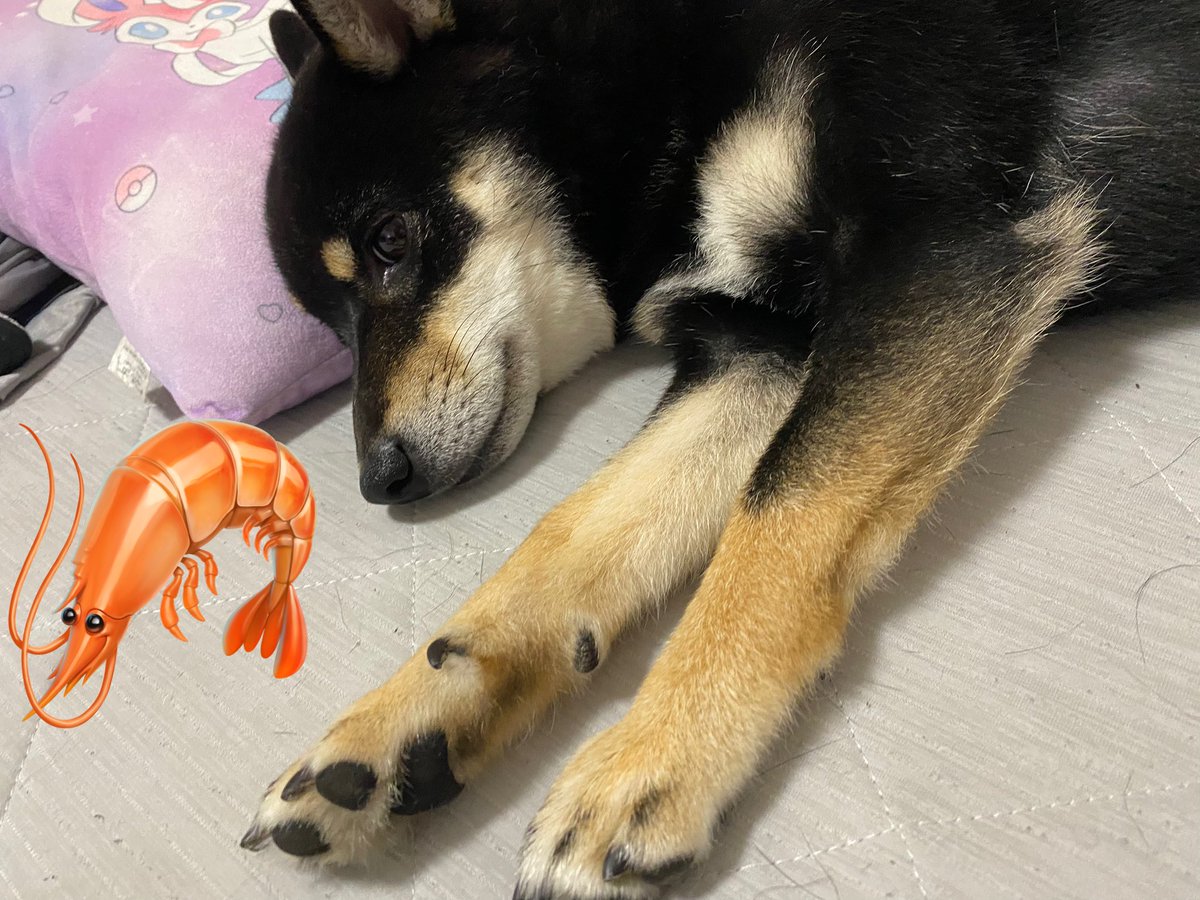seu_8222's tweet photo. 本日 セウさん １歳 最後の日です。
安定の悪ガキです、飼い主 低浮上すぎますが
今後も セウ、風太とよろしくお願いします。

明日はケーキを買ってお祝いします🎂 https://t.co/K7lEc8LlSw