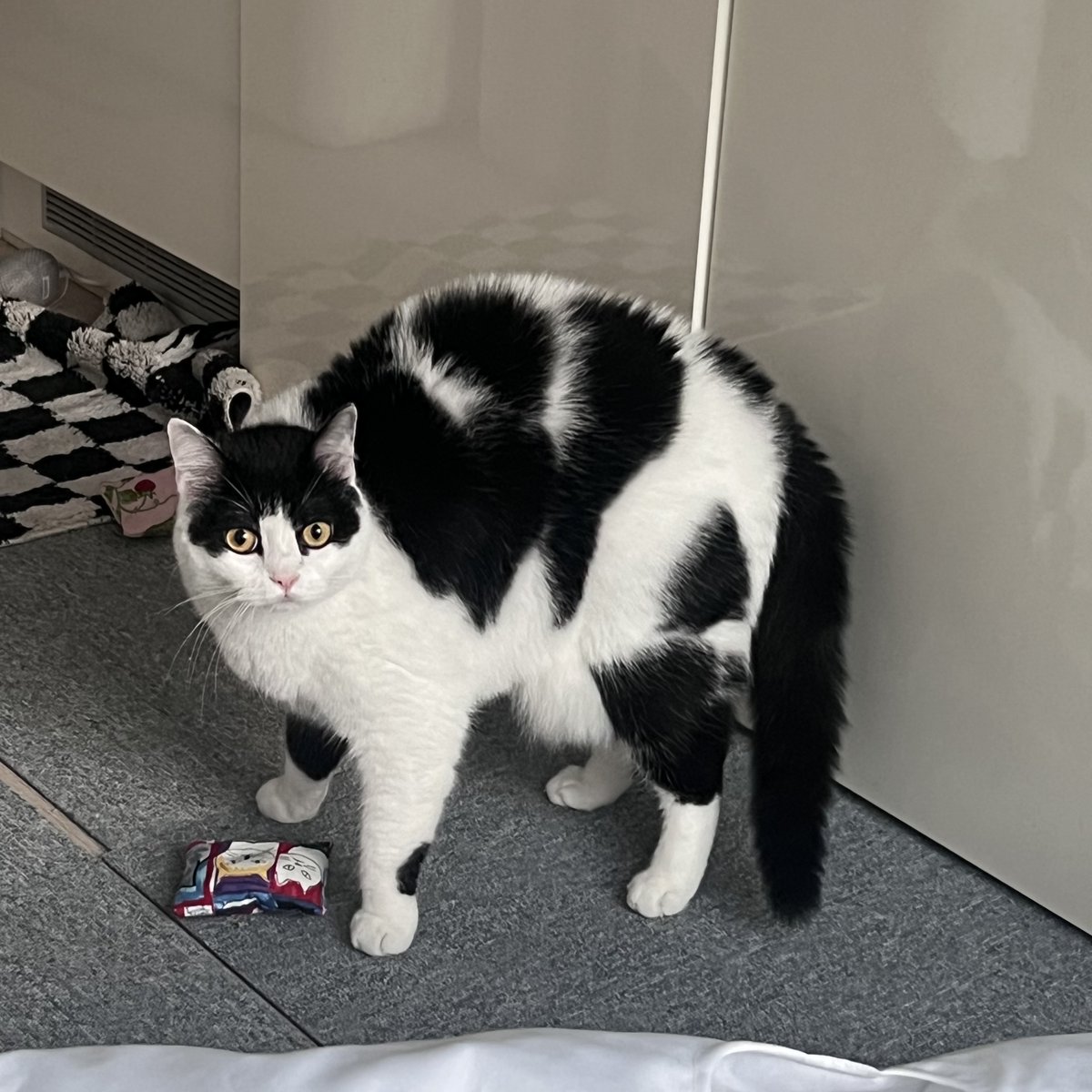 오늘 새벽에 창문에 매미가 붙어서 코이가 대흥분난동을 부림 
우다다 하면서 나를 밟고 뛰어서 어흑 하면서 일어남 
어어 엄마가 매미한테 가라고 할 게 하고 창문 두드려서 날아가게 했더니 진정했음..
사진은 못 찍어서 작년에 매미를 처음 본 코이