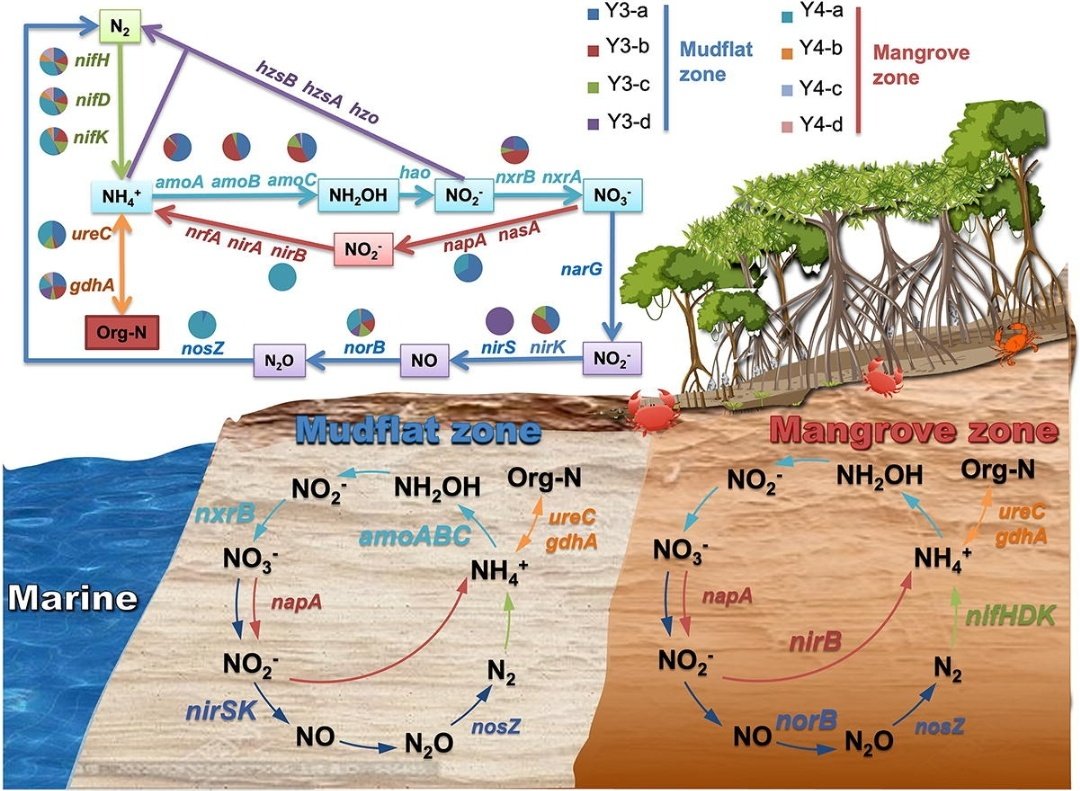 msmjetten's tweet photo. Insights into #nitrogen biogeochemical cycling in mangrove wetland from Genome-Resolved metagenomic sequencing
https://t.co/417ahQM0HF https://t.co/XLRJKwHwVE