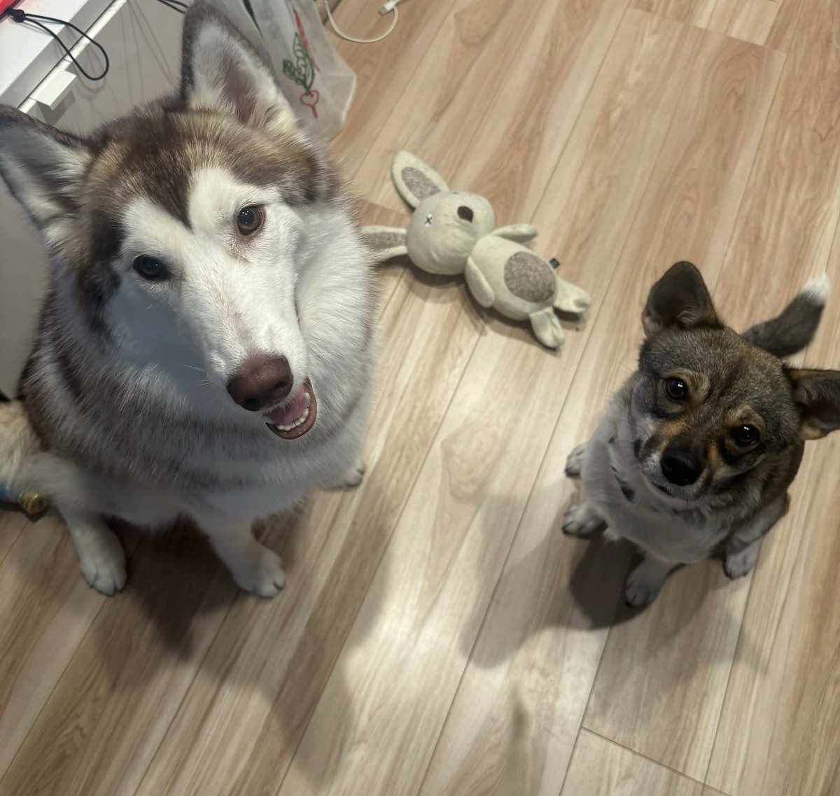 kinakohusky's tweet photo. 本日、#さかがみ家 #坂上どうぶつ王国 より #さくら 2週間と少しのトライアルを経て、正式譲渡していただき、我が家の子になりました☺️💕 ずっとのお家、ずっとの家族として、大切にしていきます☺️💕
きなこがお姉さんになりました。さくら、これからよろしくね☺️💕 https://t.co/LFfYUkZdmv