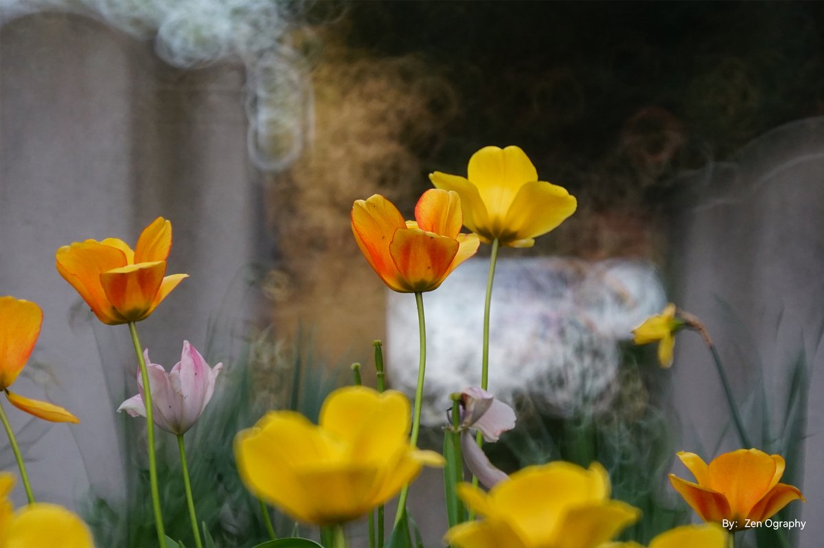 Vitopal_'s tweet photo. Flowers under Dreamy bubble lens✨
TTArtisan 250mm F5.6 Reflex Full Frame Lens
📸Zenography

#ttartisan #ttartisan100mmf28 #bubblebokeh #rose #flowers #m42lens #fullframe https://t.co/LJWumq6PPY