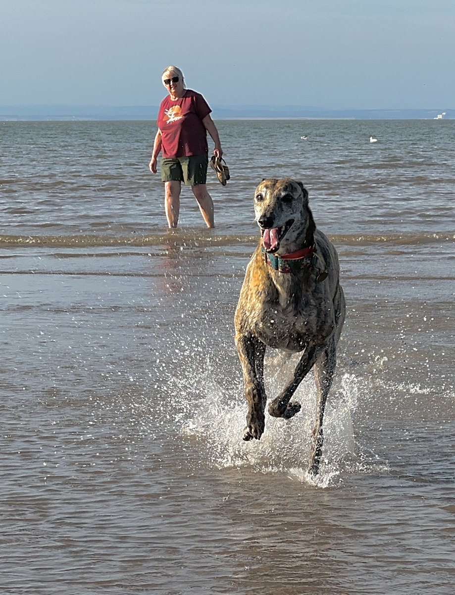 Summer vibes #Greyhound #HappyHound #Beach #Minehead
