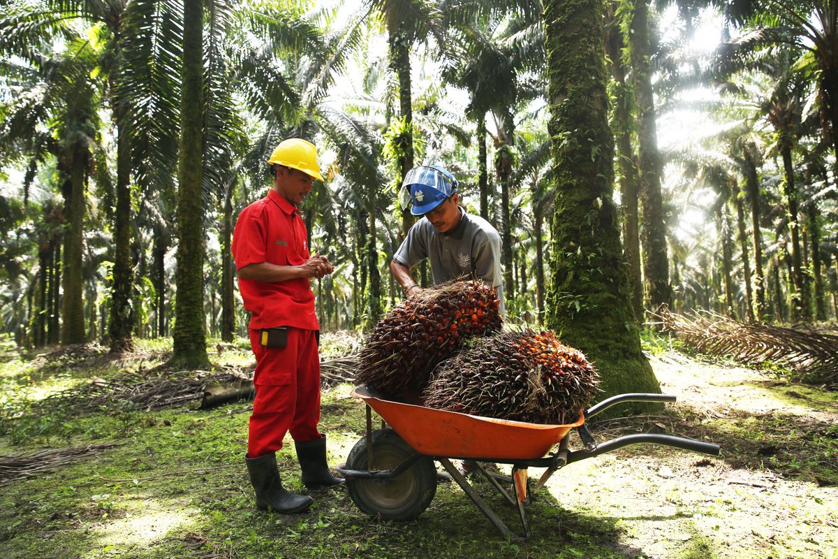 Asian Agri tweet media