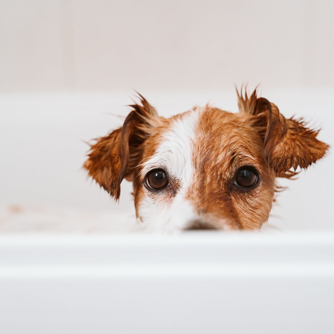 👀Looking to save on your water heating costs? Check out Sustainability Victoria's latest guide to find the right hot water system for your needs. 

Read the full report here: sustainability.vic.gov.au/energy-efficie…

#SustainabilityVictoria #HotWaterSystems #EnergyEfficiency #SmartChoices