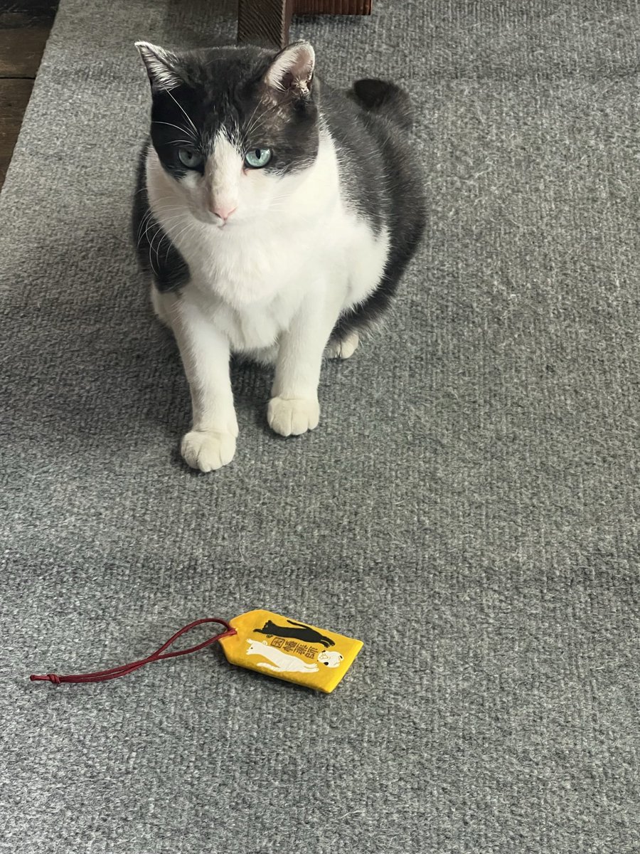 byohdohji's tweet photo. 無病（六猫）守り郵送対応再開のお知らせ
なかなか対応が出来ずご迷惑をおかけ致しましたが、郵送対応を８月１７日より再開いたします。以前の通り、現金書留にお守り代と120円切手を貼った返信用封筒を同封の上、お申込みください。お一人（同一住所）2体までとさせて頂きます。 https://t.co/dOmJa7Gd3O