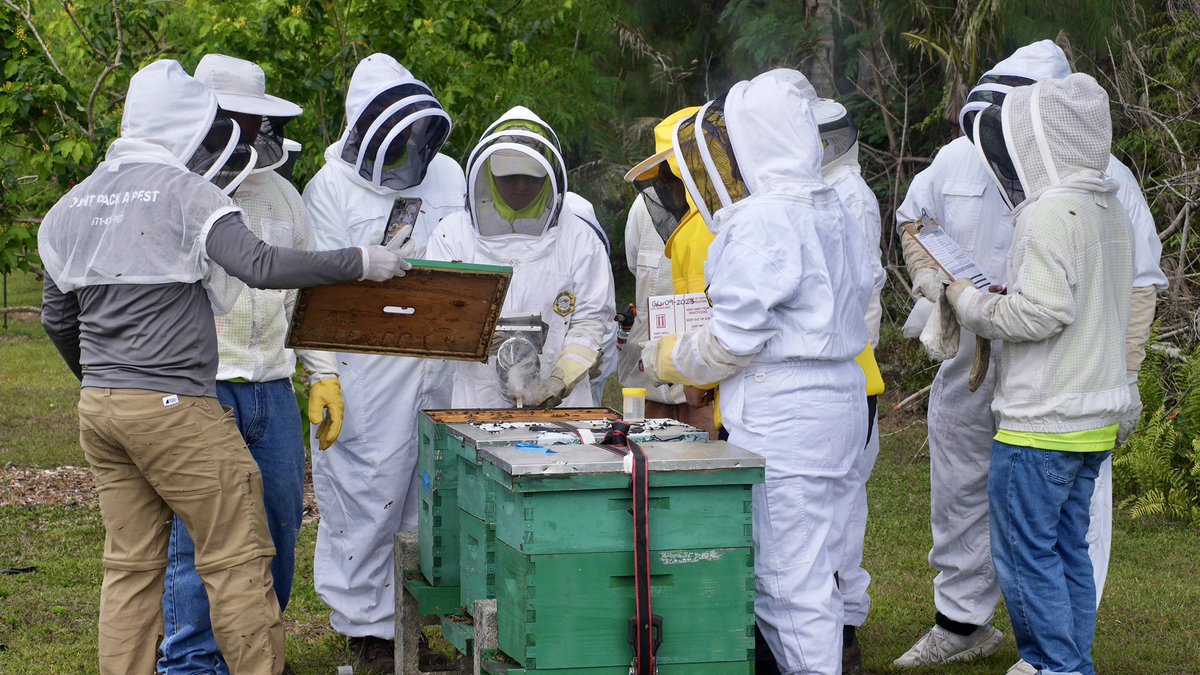 Season 4 Guam Green Growth Conservation Corps: A huge success! Our corps members restored our island, gained valuable skills, &amp; built a brighter green future. Let's celebrate their amazing work! #GuamGreenGrowth #ConservationCorps #IslandLife #Sustainability #UOG #Guam 🌱🌴