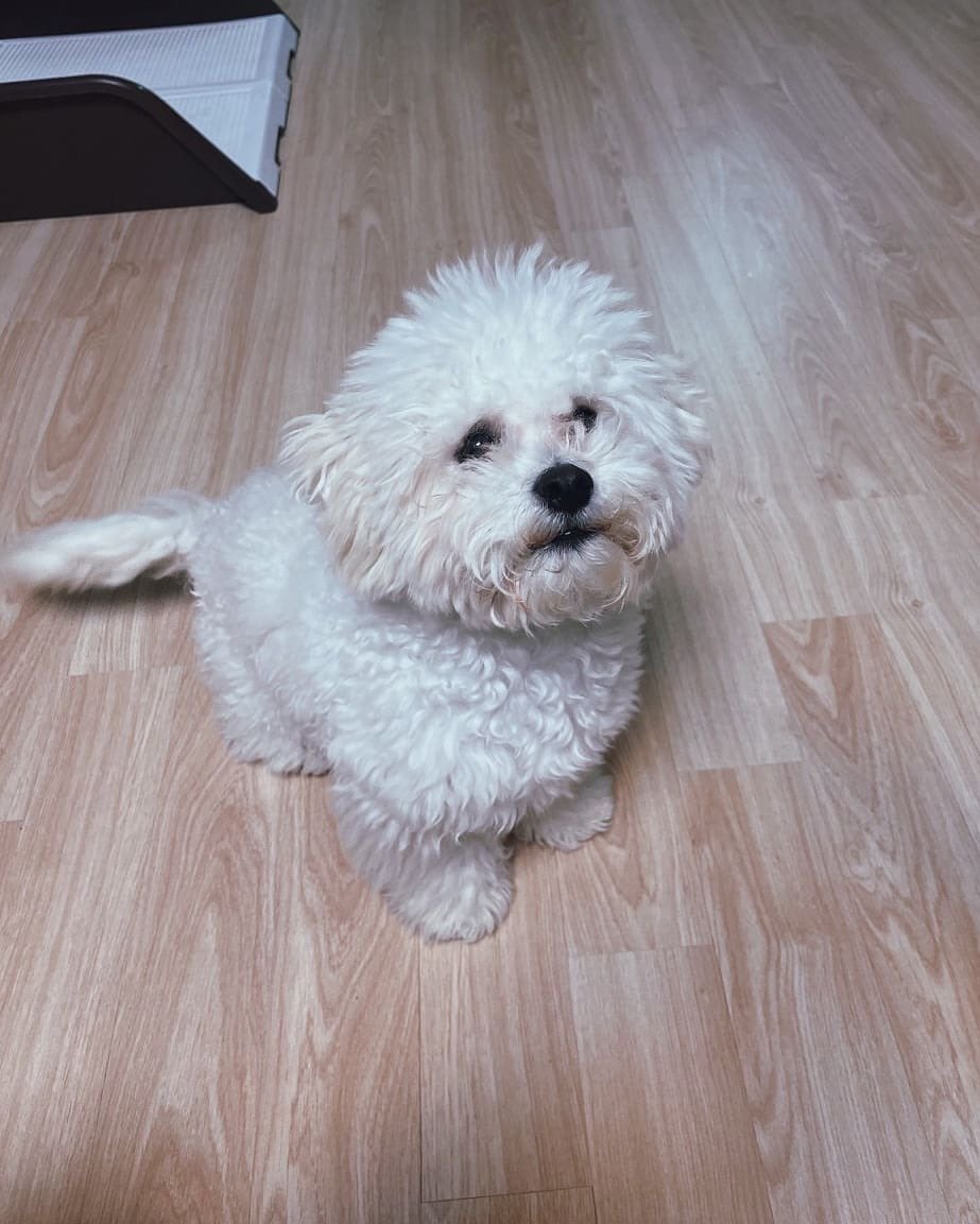 cheeses9143's tweet photo. パマァア〜〜!🎂☁️🕊️🦴🪽🐩🍙
センイルチュカヘ〜〜〜😭🤍🤍🤍
#Bbama3rdWoofDay
#HappyBbamaDay
#솜사탕_빠마의_생일
#HAN #한 #Bbama #빠마
って昨日の夜ポスト出来てなかったの今頃気付いた悔しい https://t.co/tAog4gLUGl