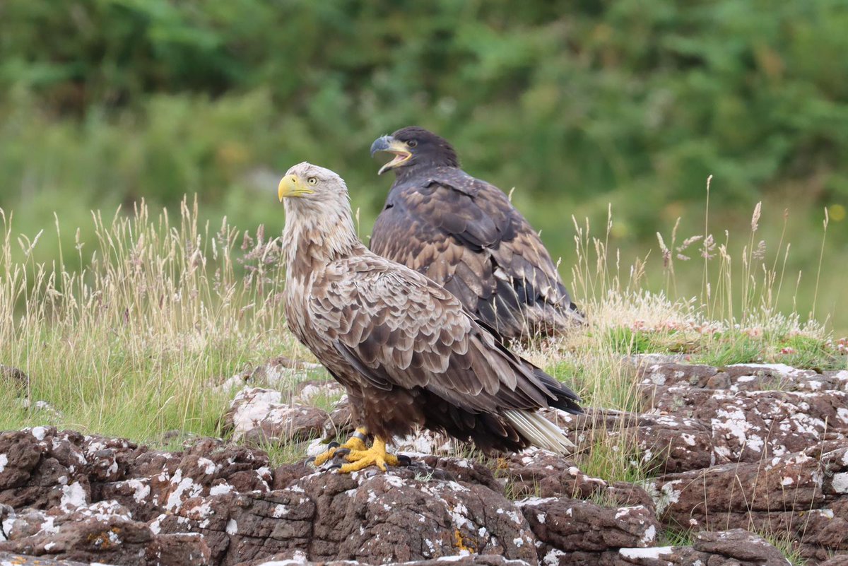 Skye and Frisa tweet media