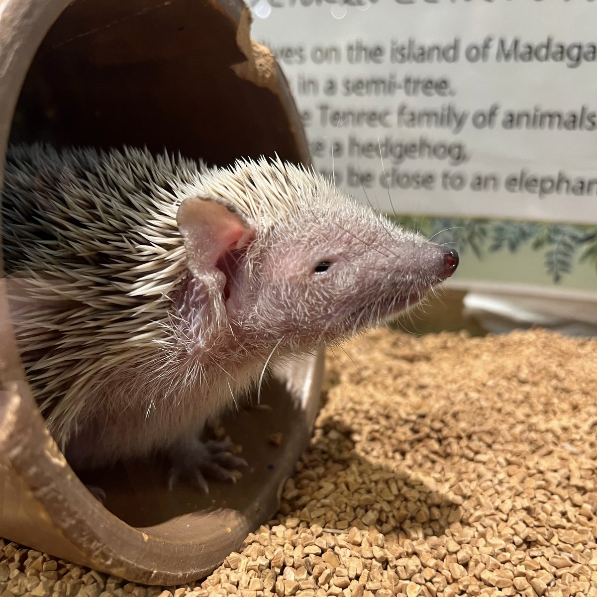 HarinezumicafeH's tweet photo. こんにちは🌞
#ヒメハリテンレック #lessertenrec #ヒメハリ #ハリネズミ #hedgehog #回し車 #かわいい #デート #おでかけ #旅行 #観光 #ヒメハリテンレックのいる暮らし https://t.co/y8UtNJf9Y1