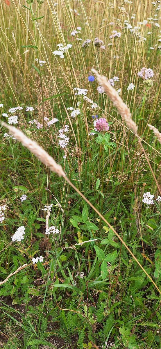 Good morning! Our red clover has popped out in flower 🍀!